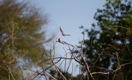 img_2065-135