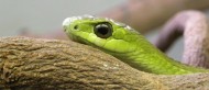 Day 39 – Crocodile Roll & Snakes