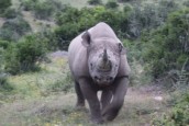 Day Twelve – Black Rhino