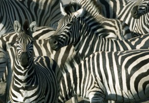 Makgadikgadi2
