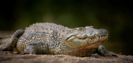 Day 54….Top Predator.
