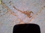 Uninvited dinner guest